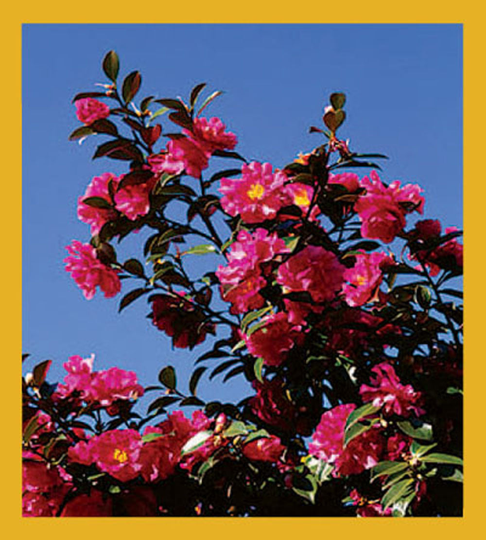 SKU : 00220 - Camellia - Magnetic Bookmark