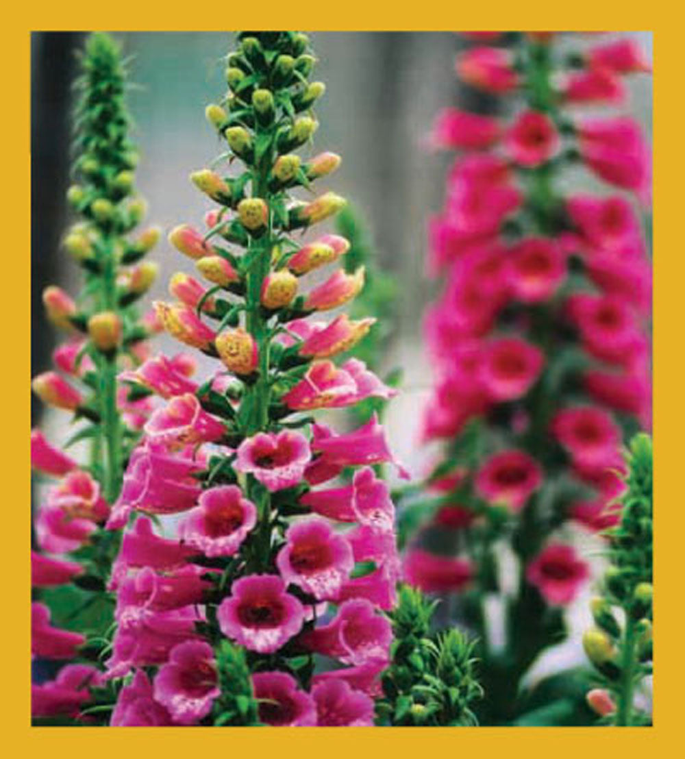 SKU : 00641 - Foxglove - Magnetic Bookmark