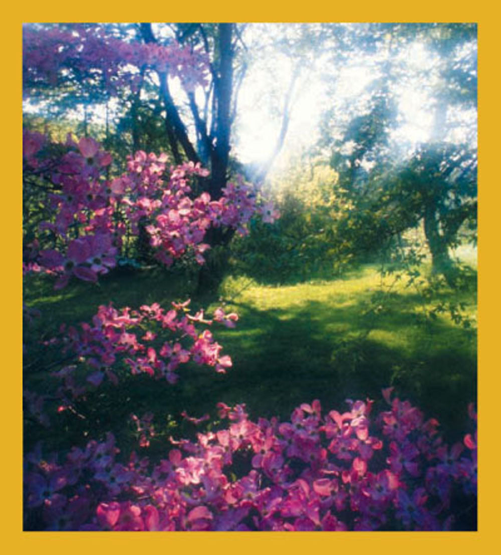 SKU : 00644 - Dogwood in Bloom - Magnetic Bookmark