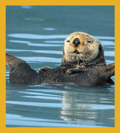 SKU : 00812 - Sea Otter - Magnetic Bookmark