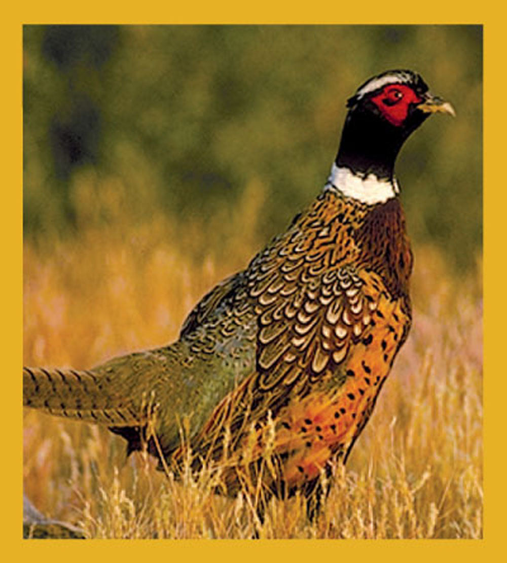 SKU : 01115 - Pheasant - Magnetic Bookmark
