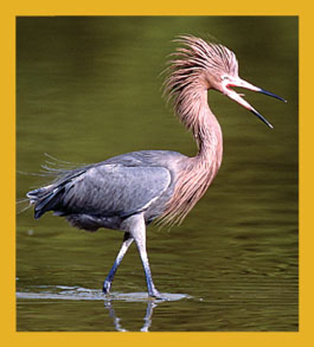 SKU : 06202 - Reddish Egret - Magnetic Bookmark