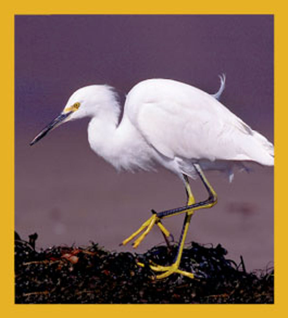 SKU : 06206 - Snowy Egret - Magnetic Bookmark