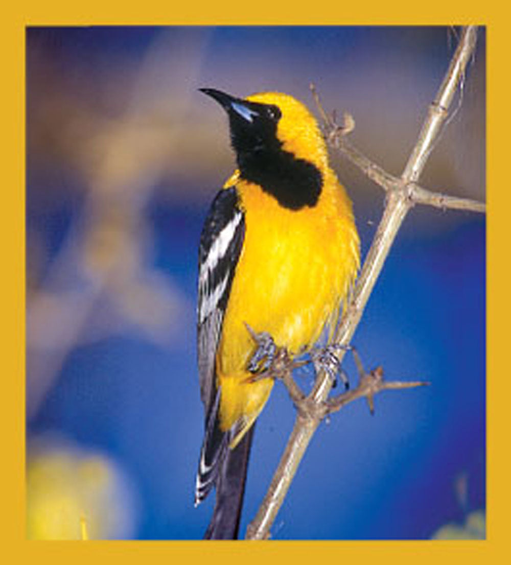 SKU : 06230 - Hooded Oriole - Magnetic Bookmark