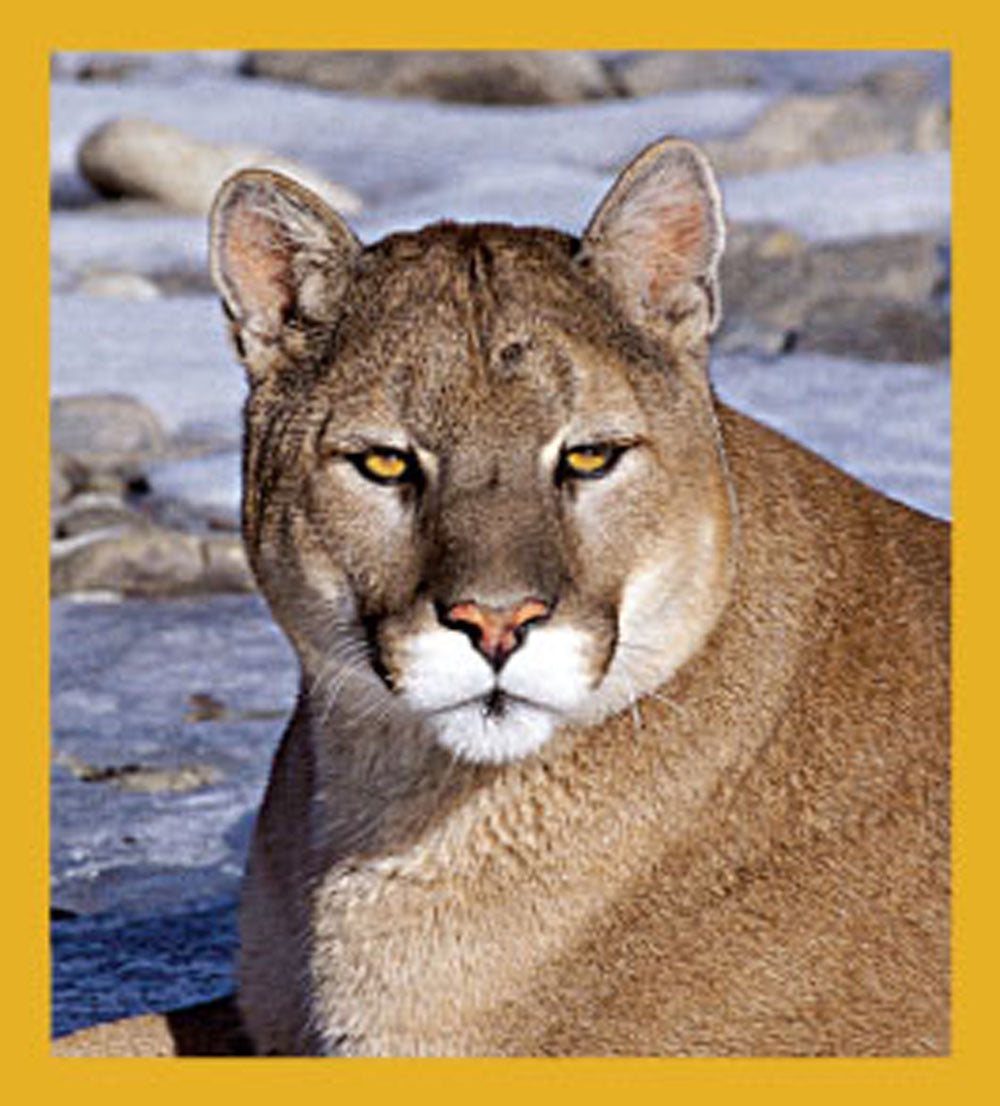 SKU : 06245 - Mountain Lion - Magnetic Bookmark