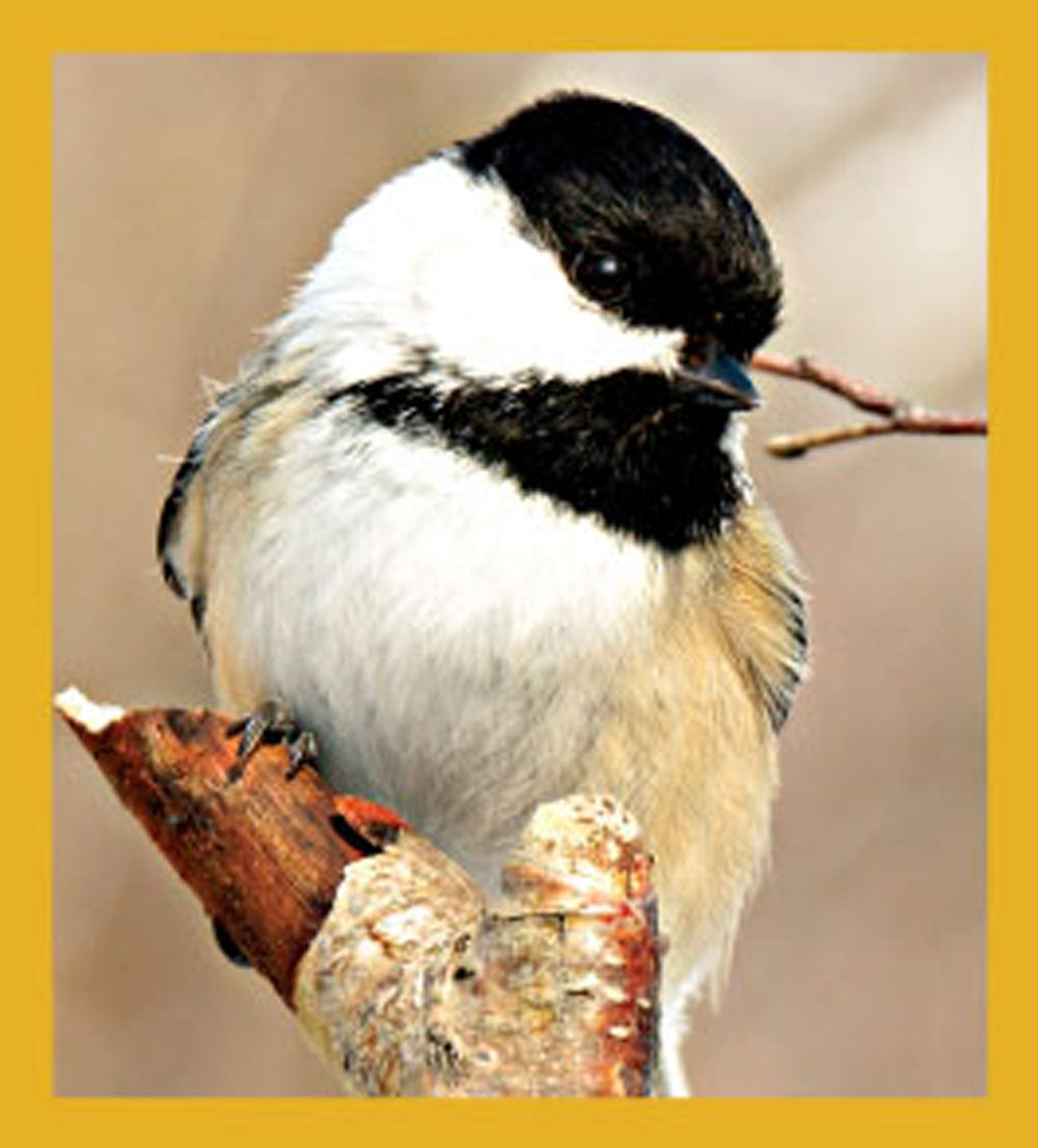 SKU : 06432 - Black-capped Chickadee - Magnetic Bookmark
