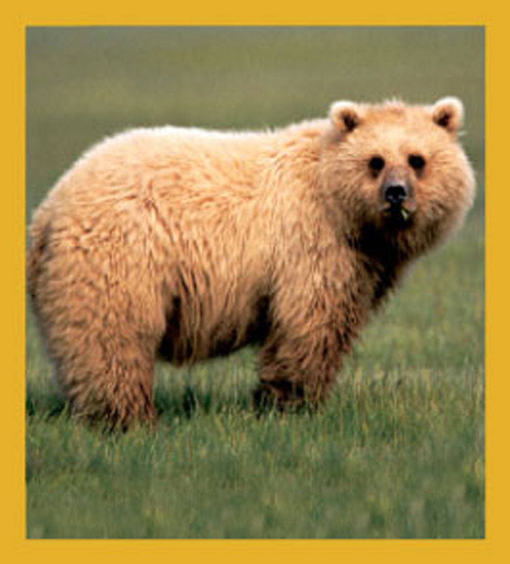 SKU : 06478 - Cuddly Grizzly - Magnetic Bookmark