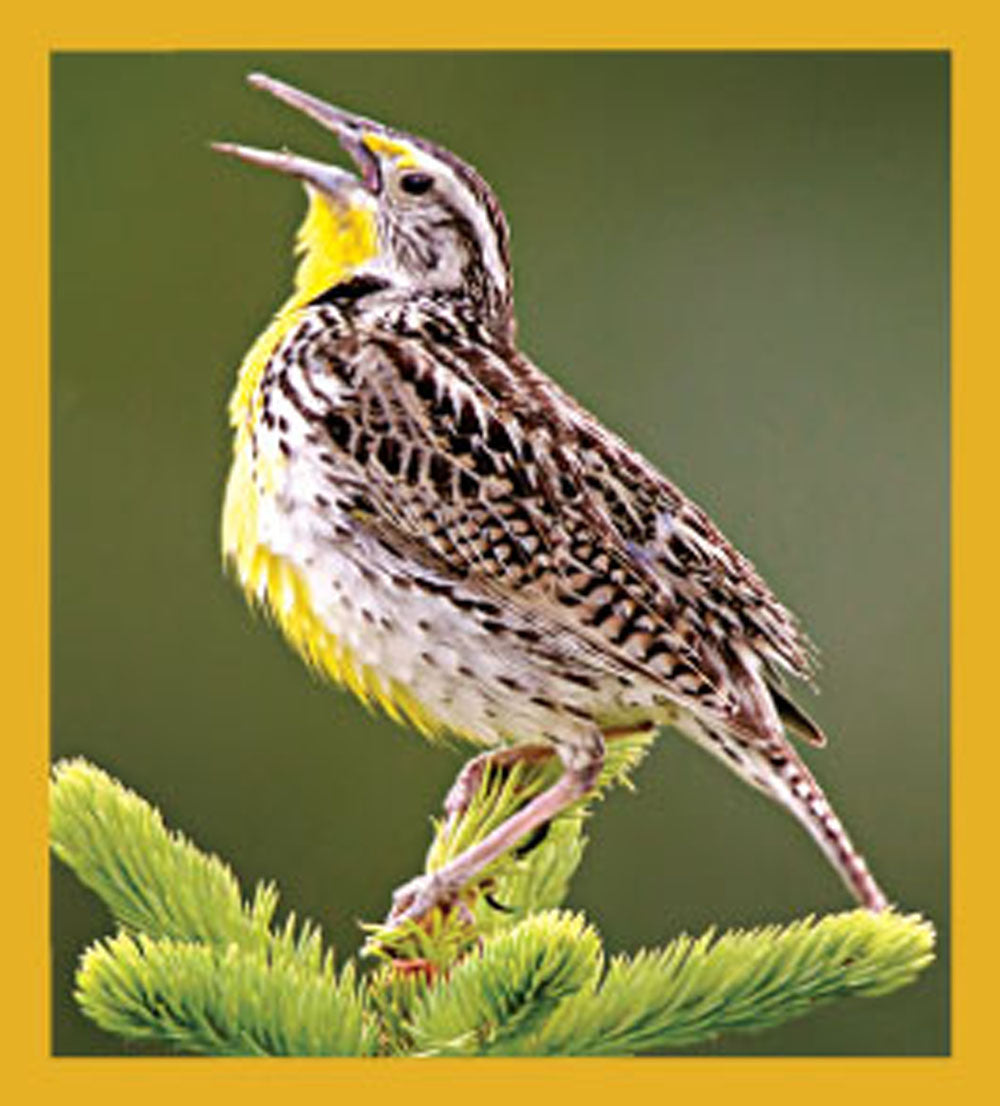 SKU : 06487 - Meadowlark - Magnetic Bookmark