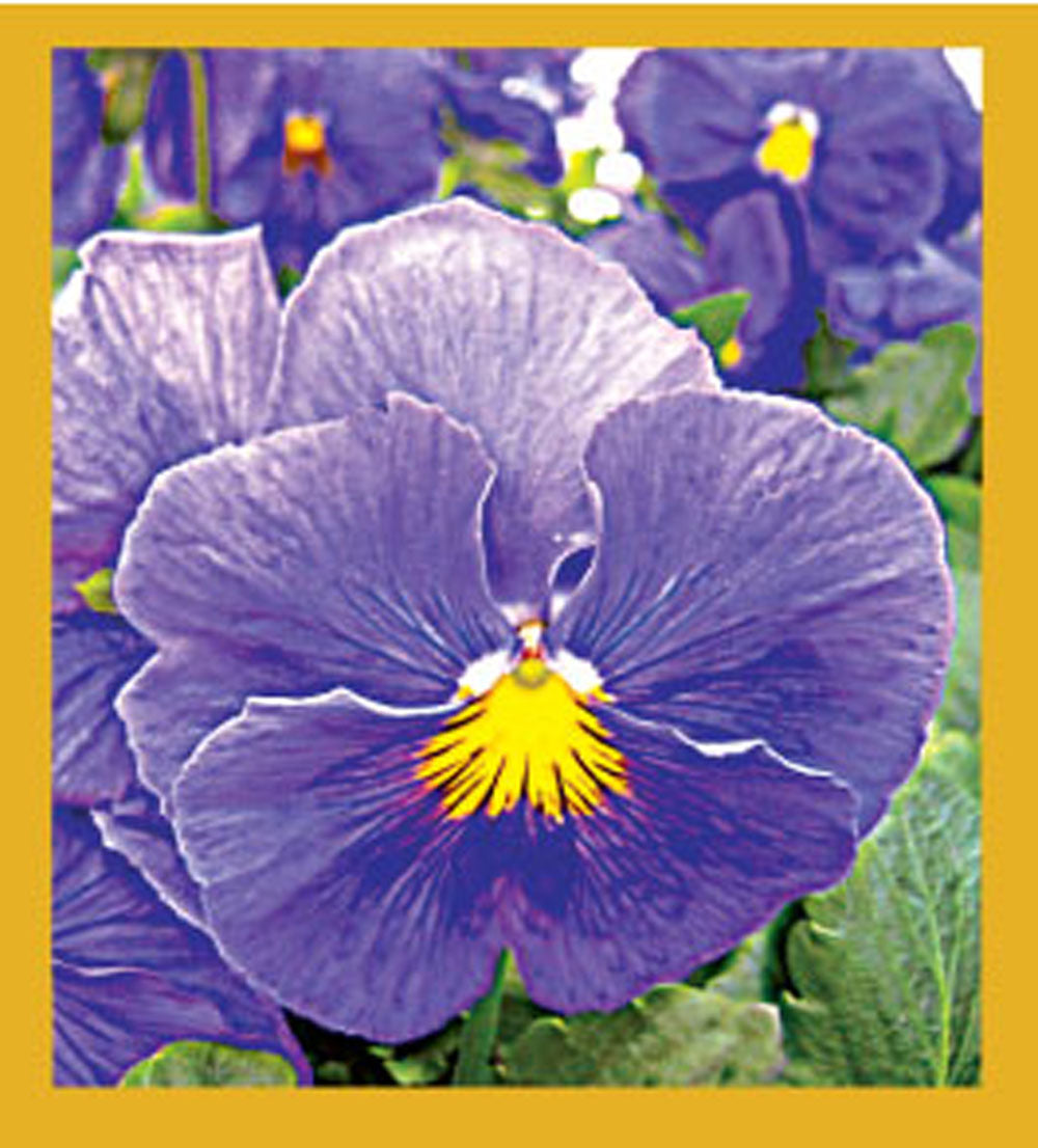 SKU : 06521 - Blue Pansy - Magnetic Bookmark