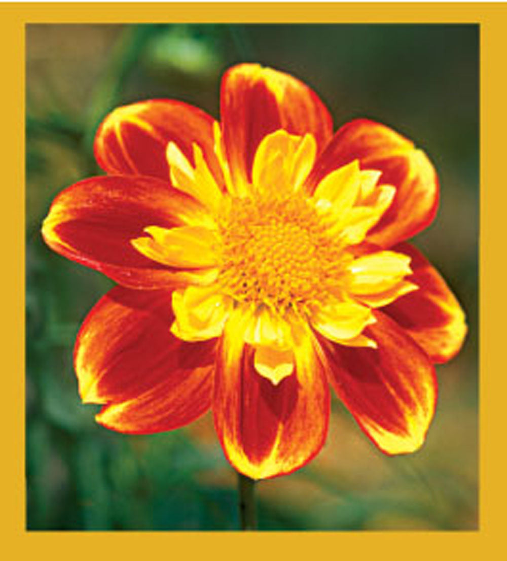 SKU : 06549 - Dahlia - Magnetic Bookmark