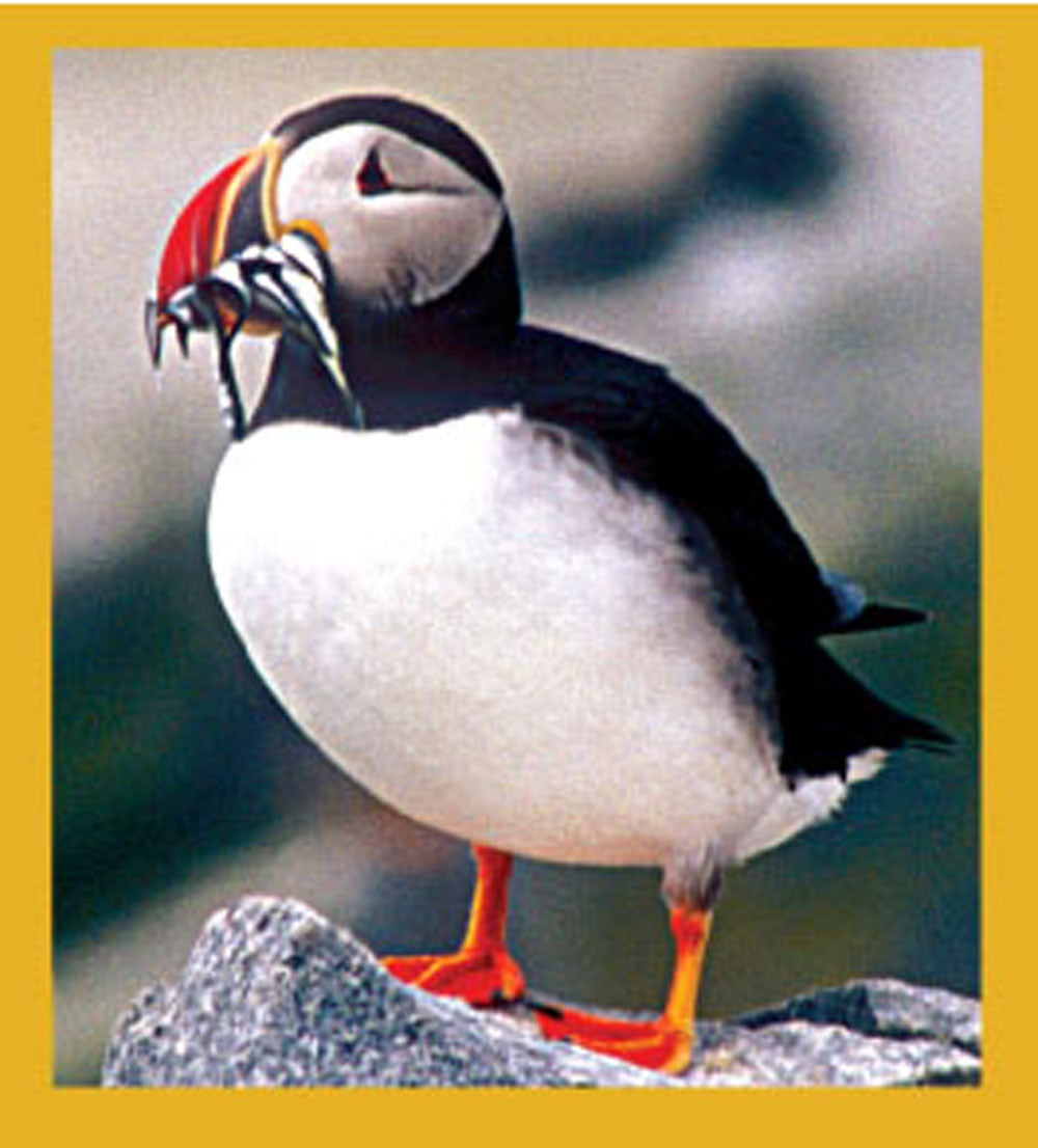 SKU : 06550 - Puffin's Lunch - Magnetic Bookmark