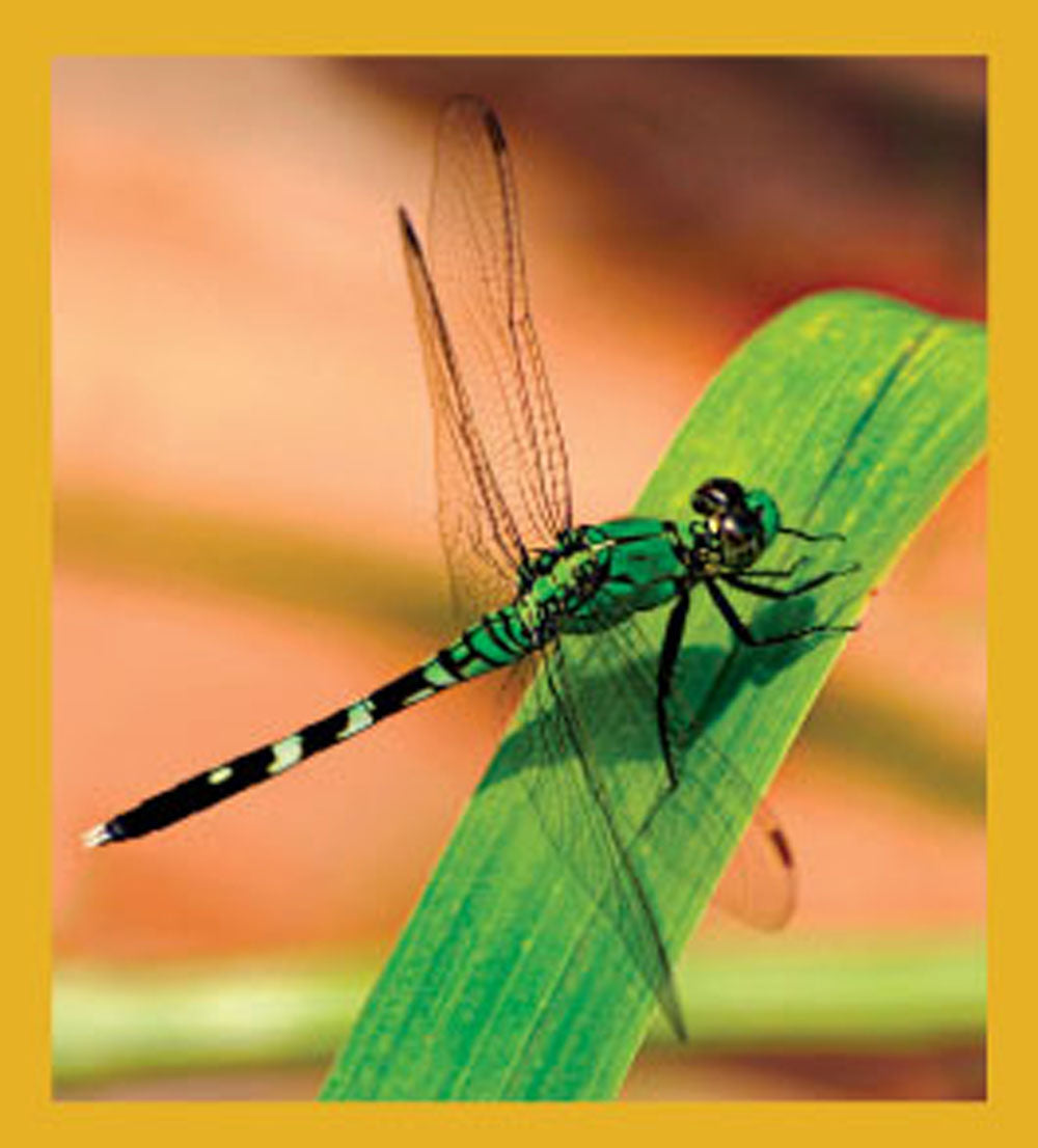 SKU : 06585 - Dragnonfly - Magnetic Bookmark