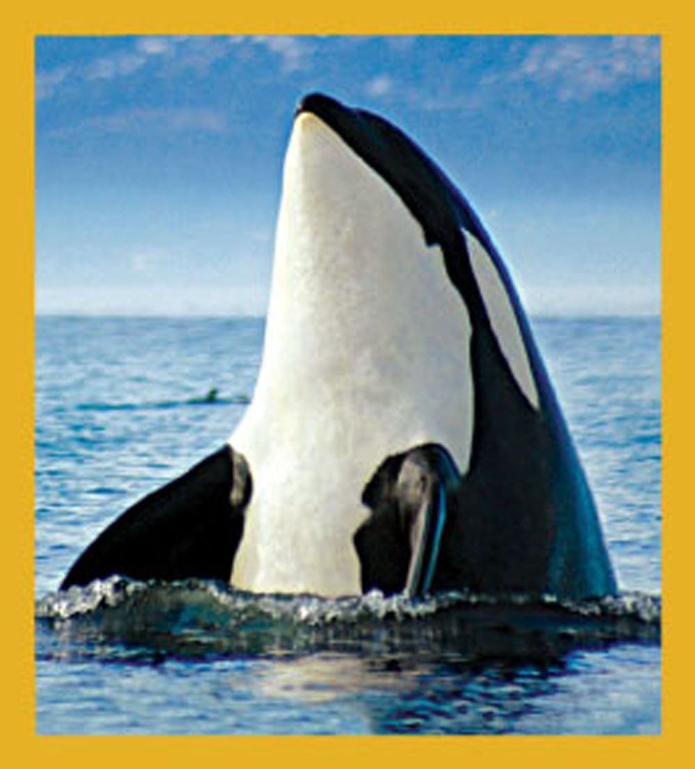 SKU : 06631 - Orca - Magnetic Bookmark