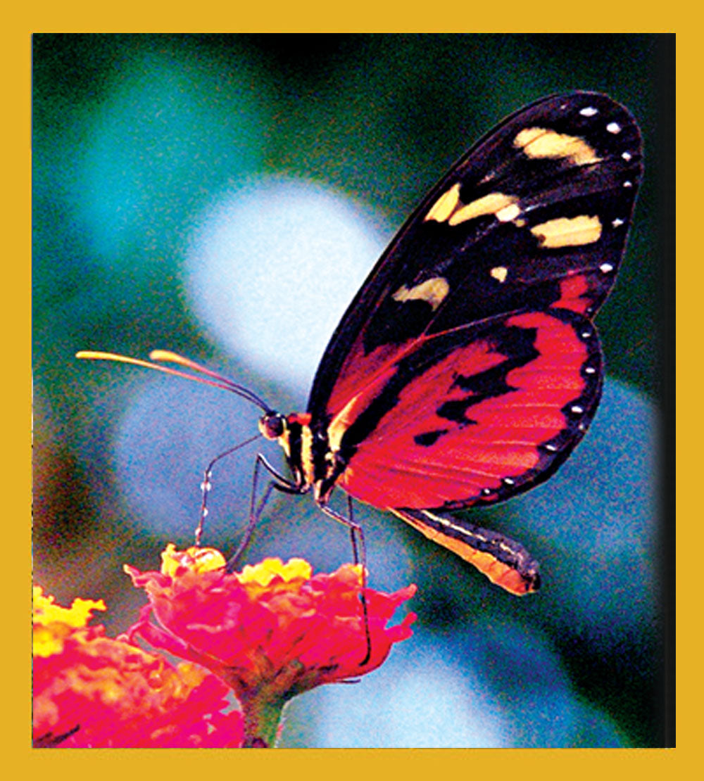 SKU : 06649 - Hecale Tiger Longwing - Magnetic Bookmark