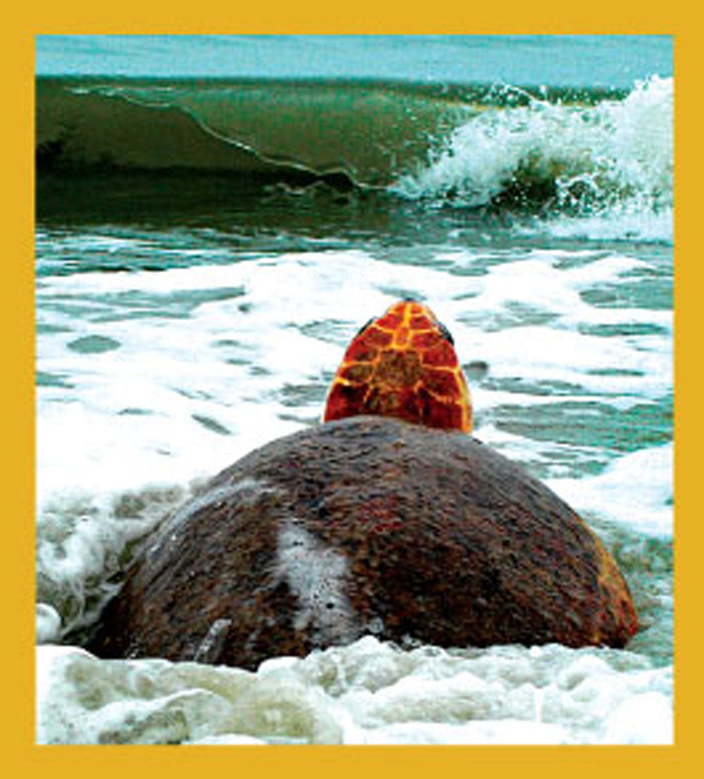 SKU : 06652 - Returning to the Sea - Magnetic Bookmark
