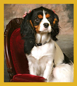 SKU : 06740 - King Charles Spaniel - Magnetic Bookmark