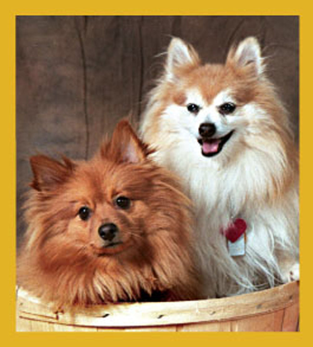 SKU : 06752 - Pomeranians - Magnetic Bookmark