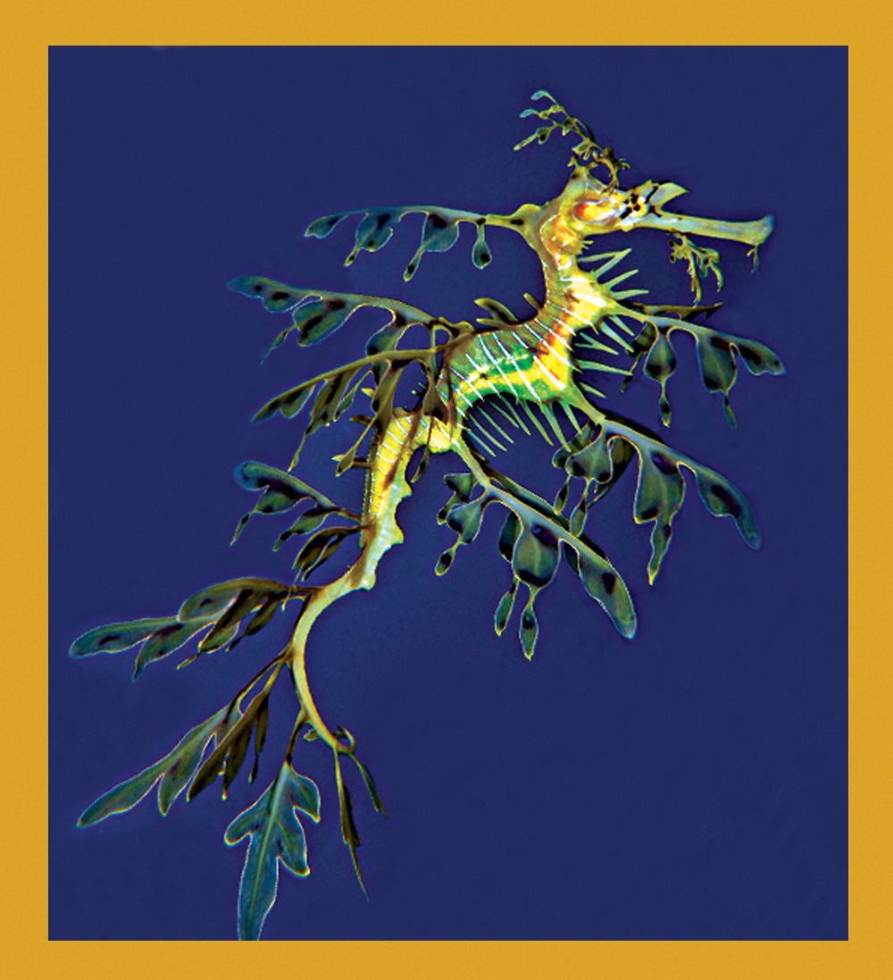 SKU : 06837 - Leafy Sea Dragon - Magnetic Bookmark