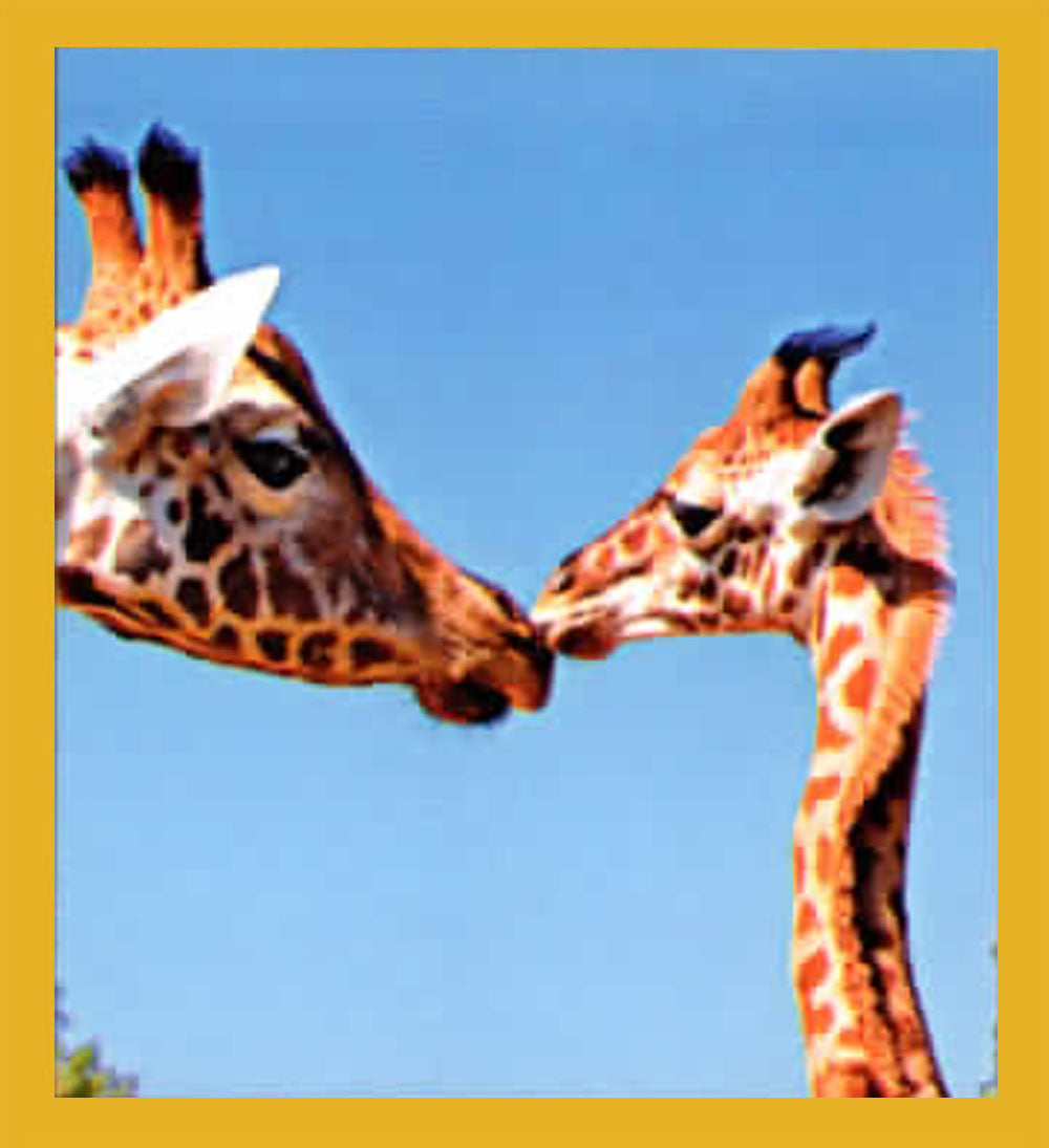 SKU : 06872 - Giraffes - Magnetic Bookmark