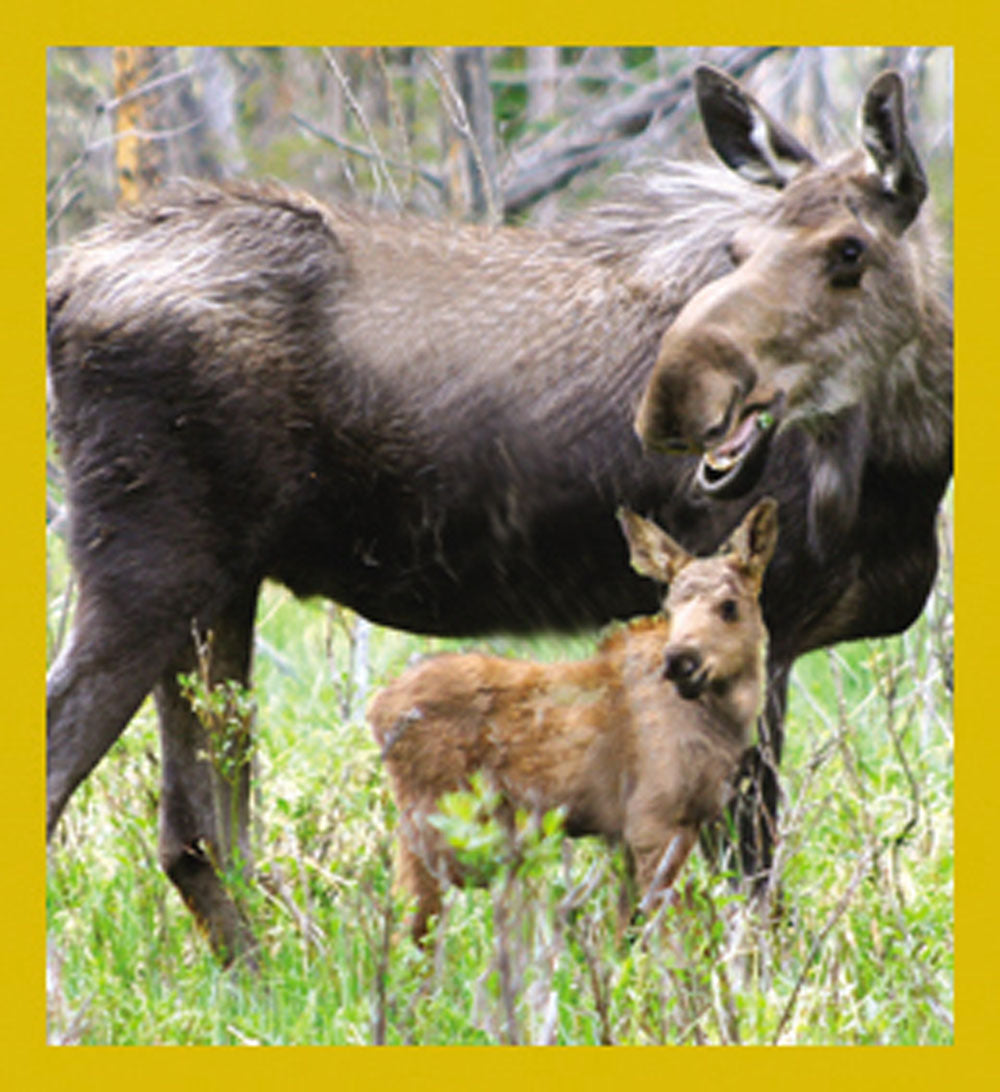 SKU : 07152 - Moose with Calf - Magnetic Bookmark