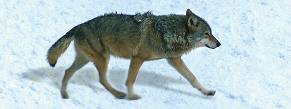 SKU : 16885 - Wolf - Motion Bookmark