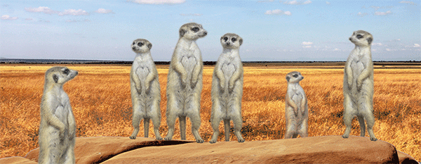 SKU : 16887 - Meerkats - Motion Bookmark