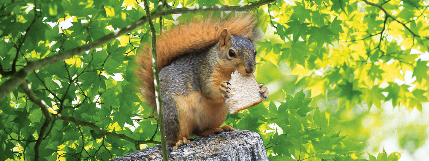 SKU : 16888 - Squirrel - Motion Bookmark