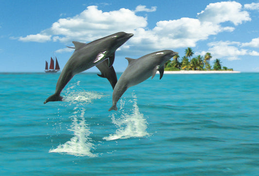 SKU : 20311 - Dolphins - Motion Postcard