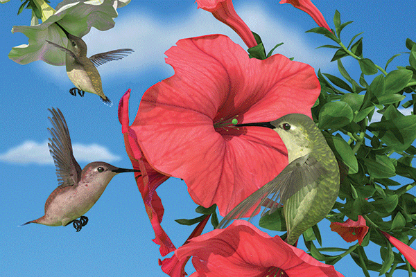 SKU : 20313 - Hummingbirds - Motion Postcard