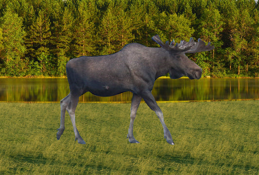 SKU : 20376 - Moose Walking - Motion Postcard