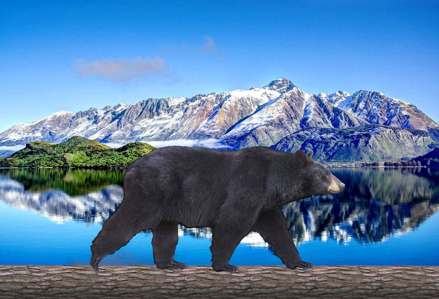 SKU : 20378 - Black Bear Walking - Motion Postcard