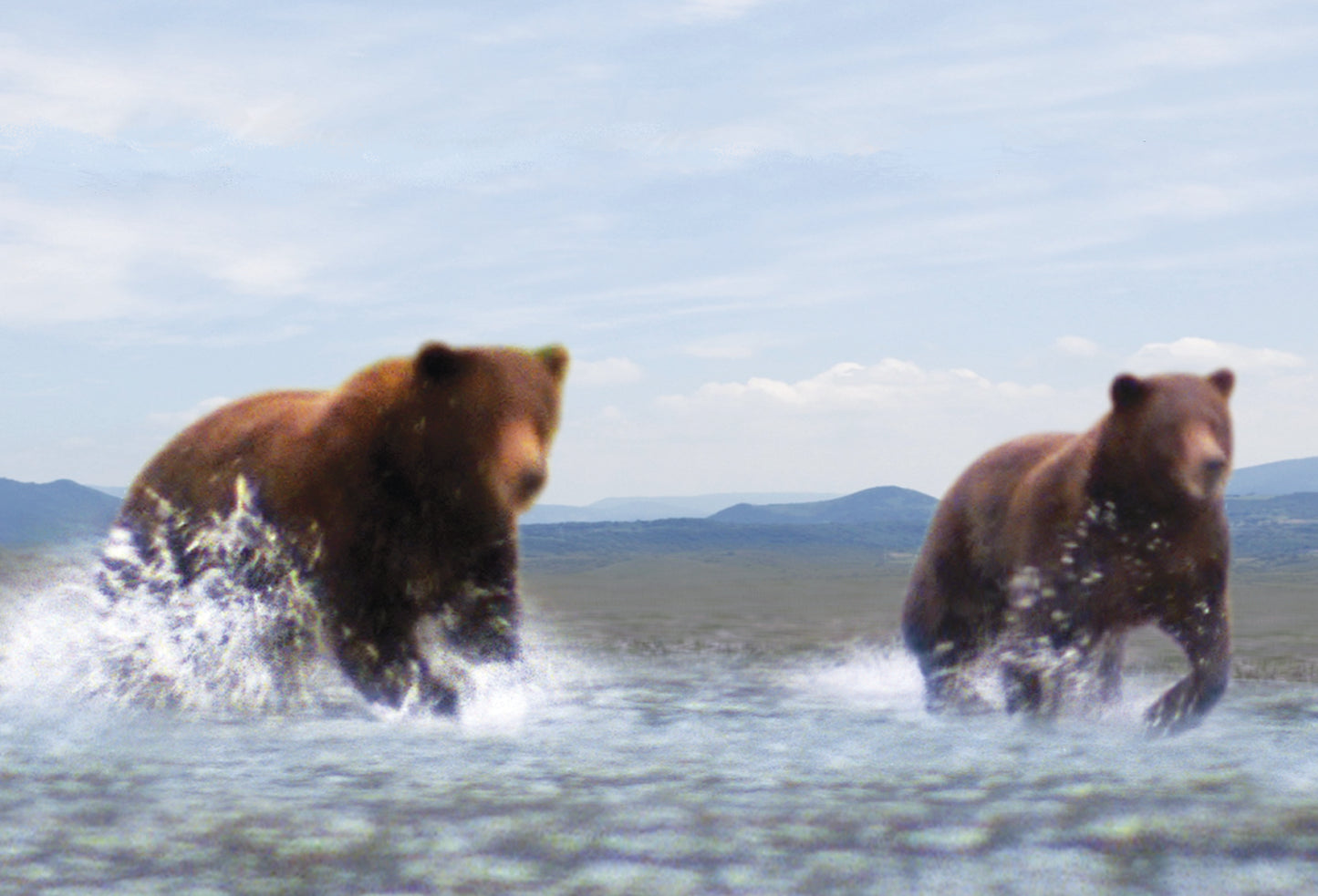 SKU : 20383 - Dark Bears - Motion Postcard