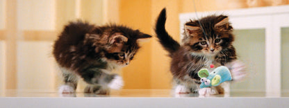 SKU : 805 - Playful Kittens - Motion 6" Ruler