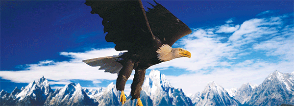 SKU : 816 - Bald Eagle - Motion Bookmark/ 6" Ruler