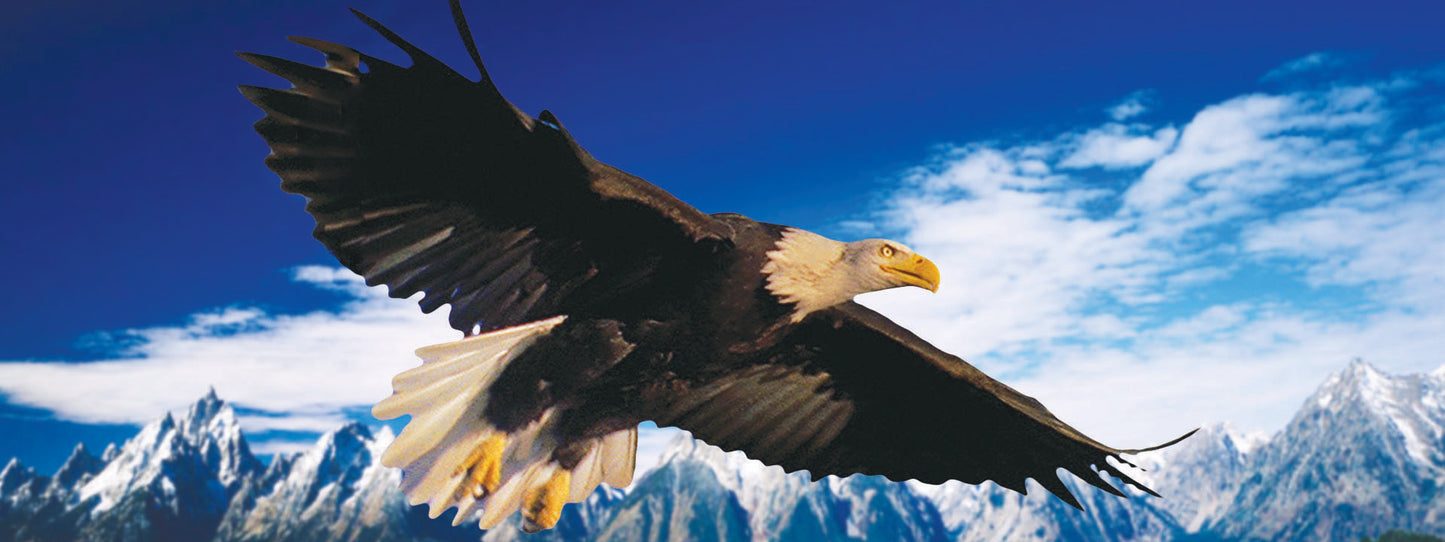 SKU : 816 - Bald Eagle - Motion Bookmark/ 6" Ruler