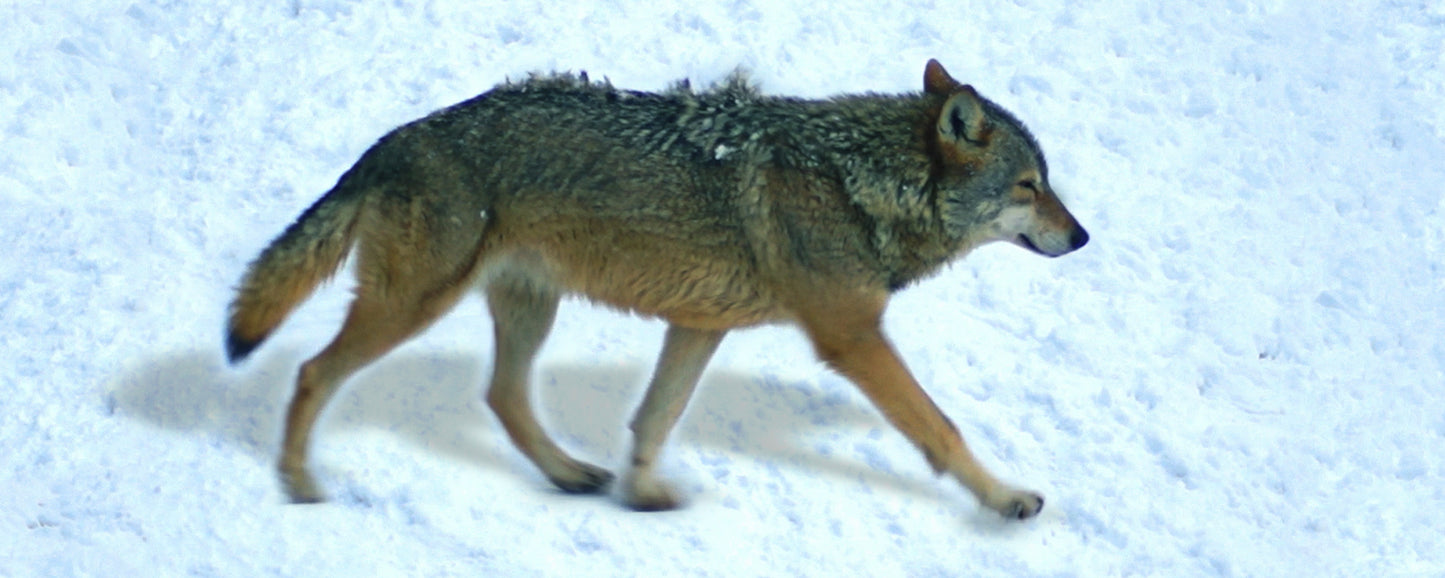 SKU : 885 - Wolf - Motion Bookmark/ 6" Ruler