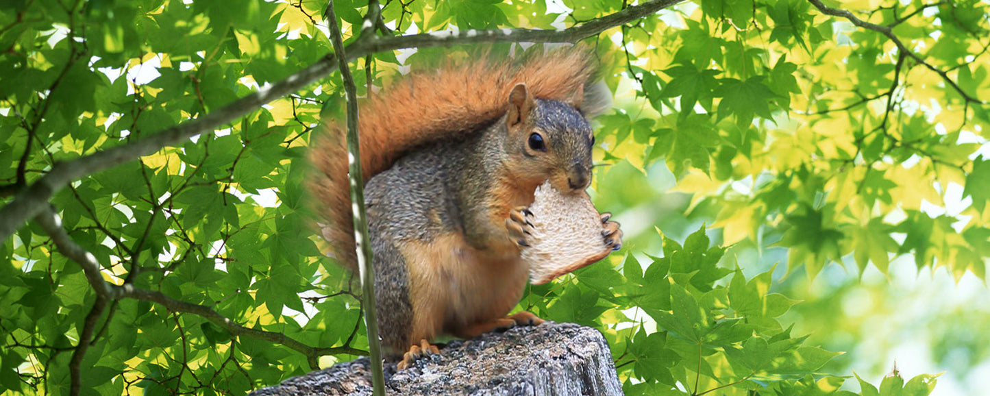 SKU : 888 - Squirrel - Motion 6" Ruler
