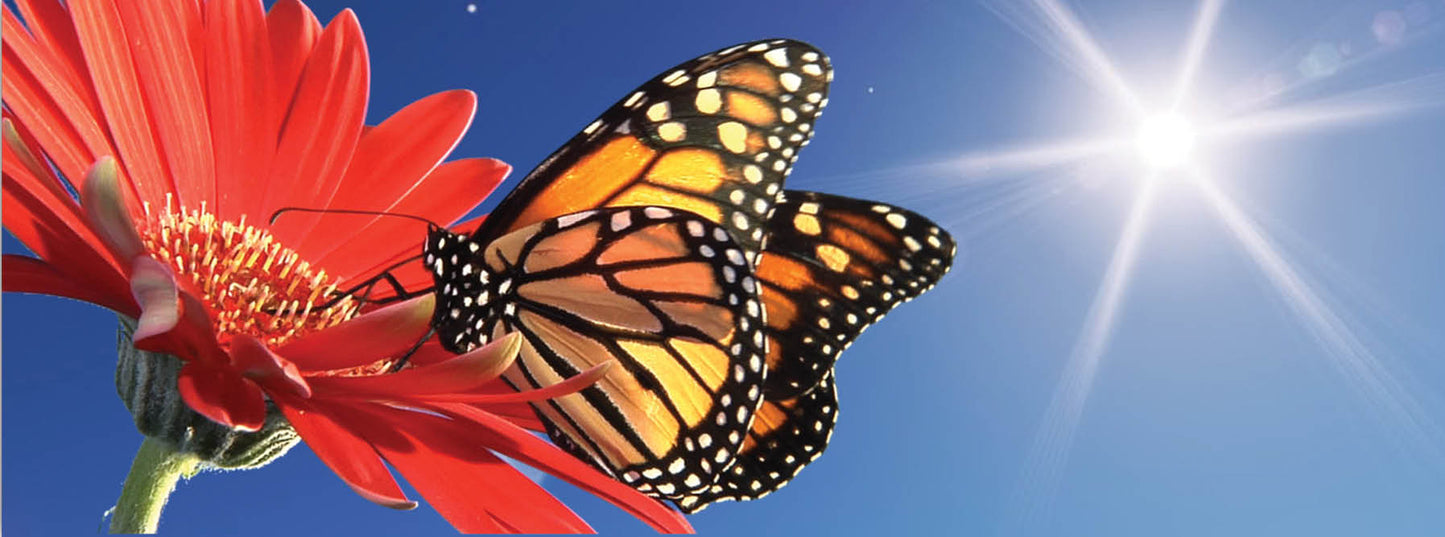 SKU : 930 - Monarch Butterfly - Motion 6" Ruler