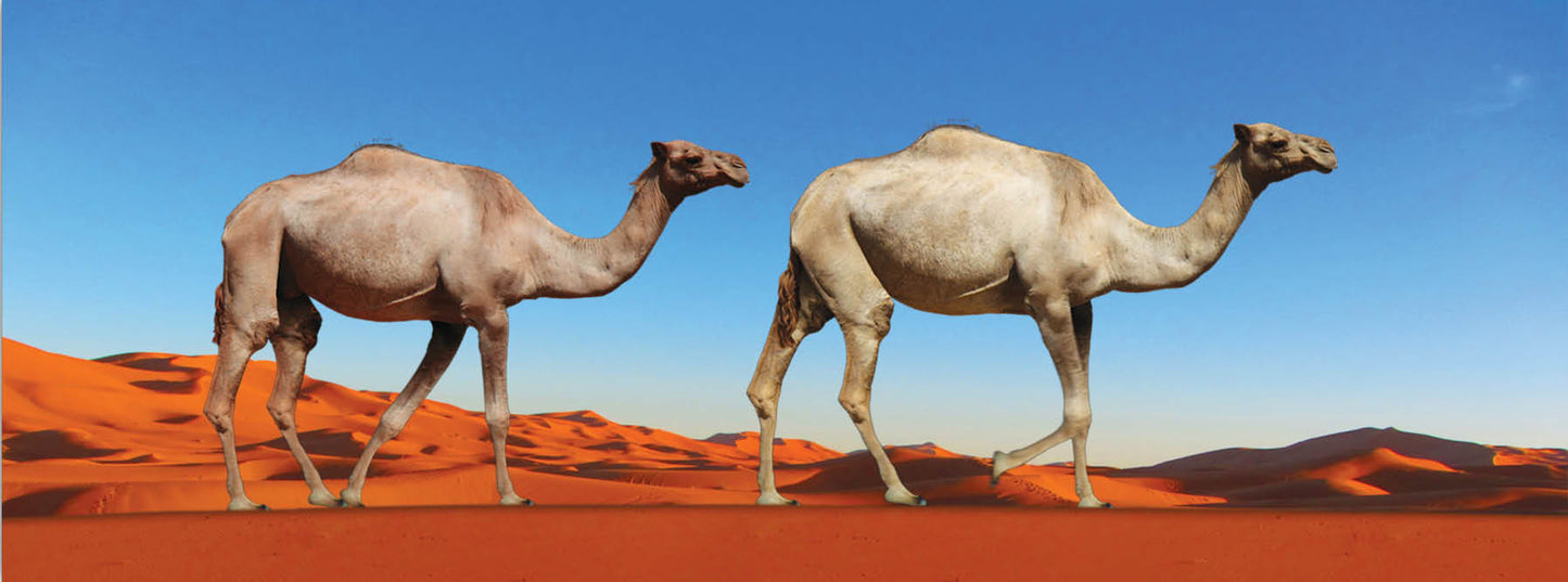 SKU : 931 - Camels - Motion Bookmark/ 6" Ruler