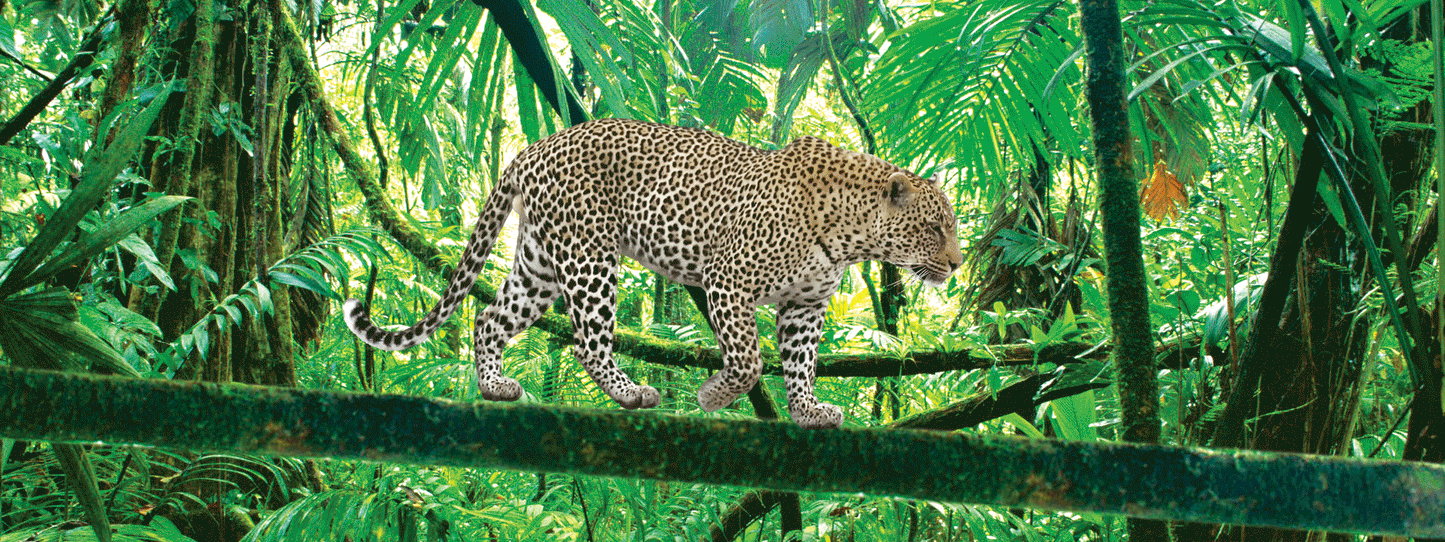 SKU : 937 - Leopard - Motion 6" Ruler