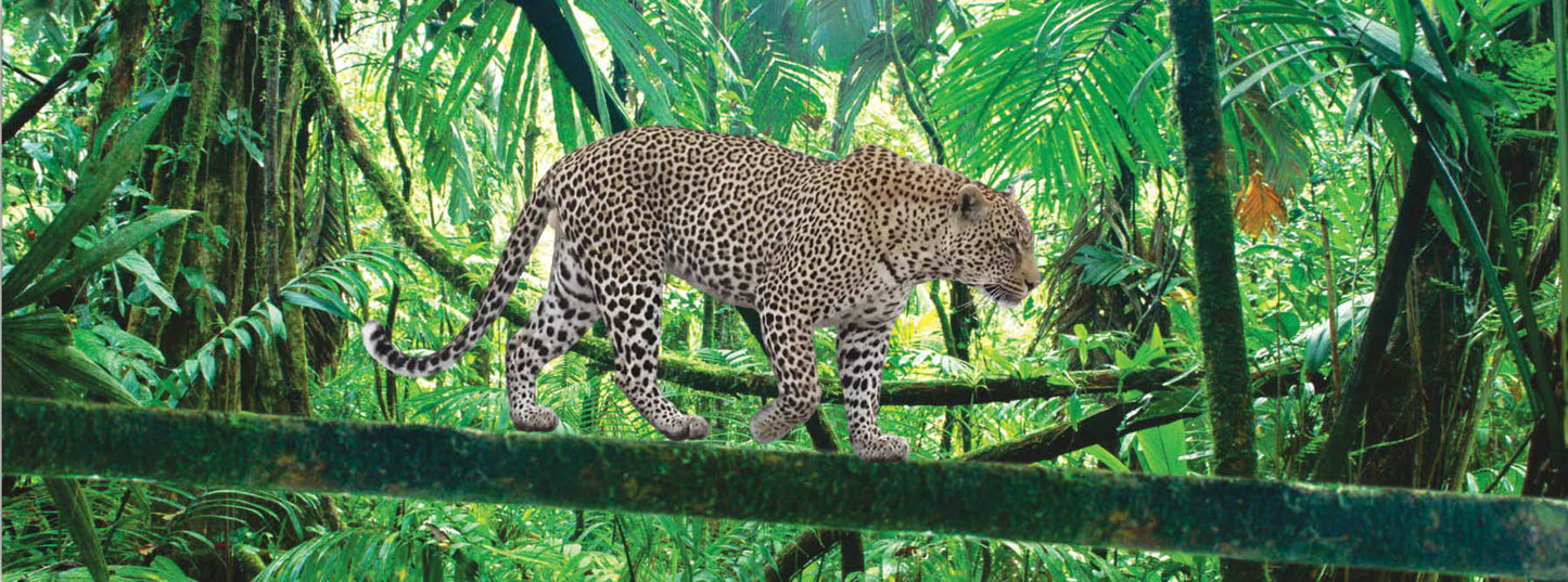 SKU : 937 - Leopard - Motion 6" Ruler