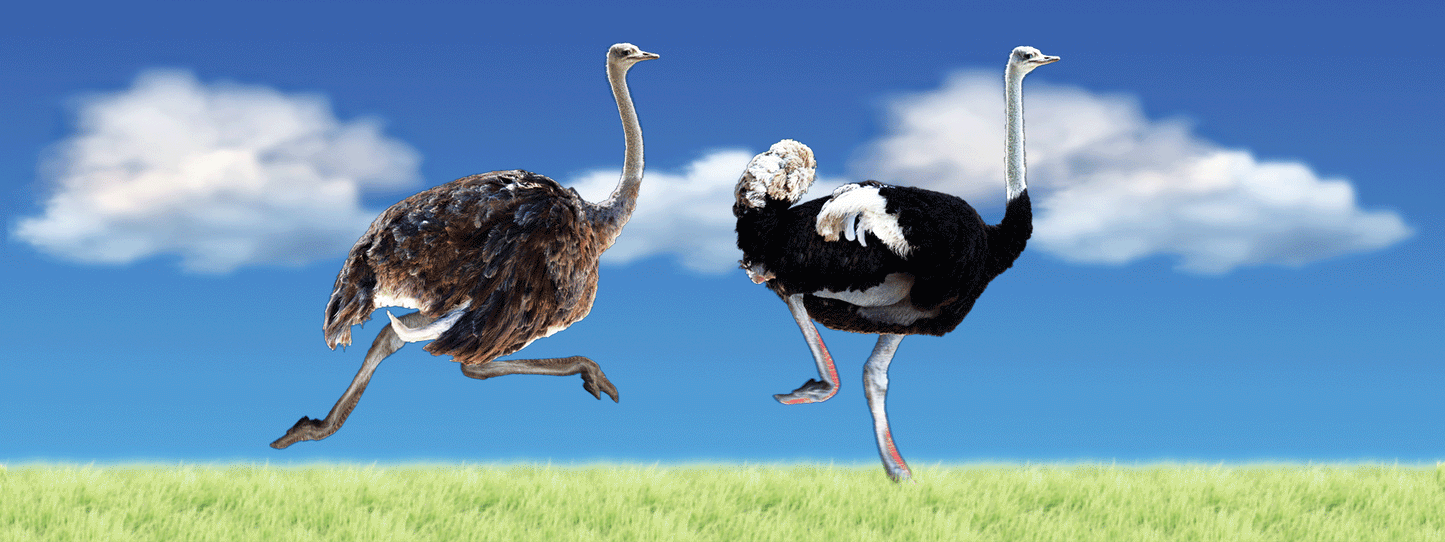 SKU : 938 - Ostriches - Motion 6" Ruler