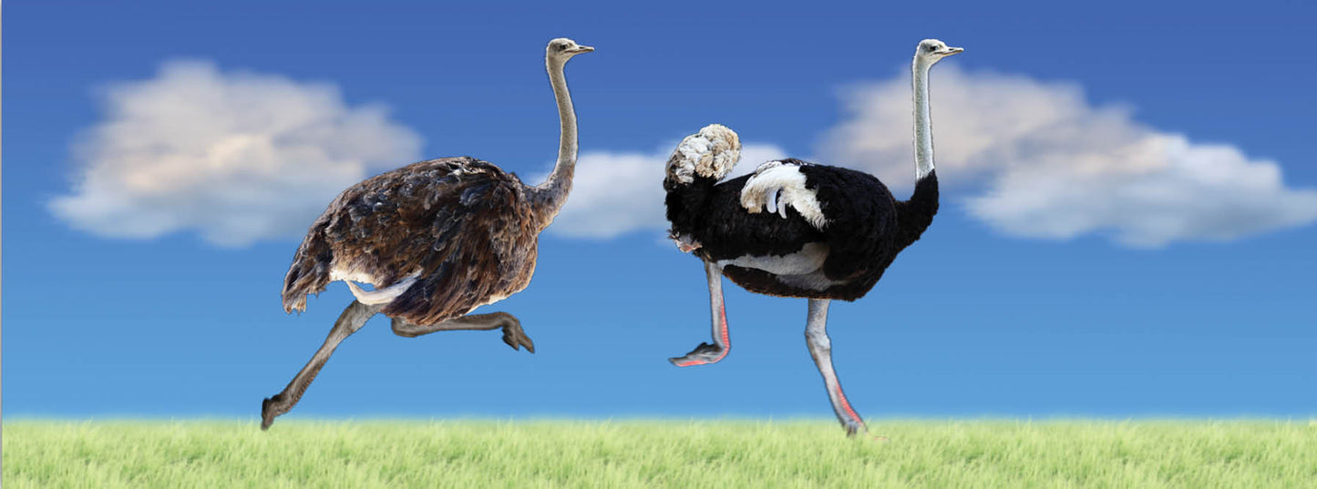 SKU : 938 - Ostriches - Motion 6" Ruler