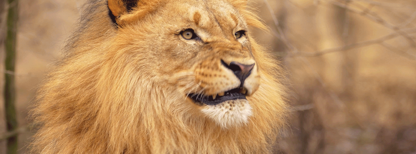 SKU : 944 - Lion - Motion Bookmark/ 6" Ruler