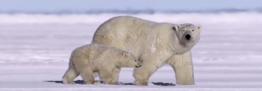 SKU : 948 - Polar Bear with Cub - Motion 6" Ruler