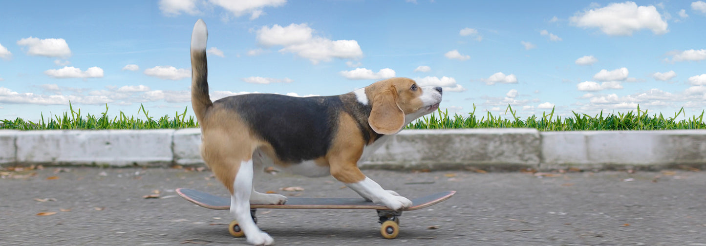SKU : 952 - Puppy Skate Boarding- Motion 6" Ruler