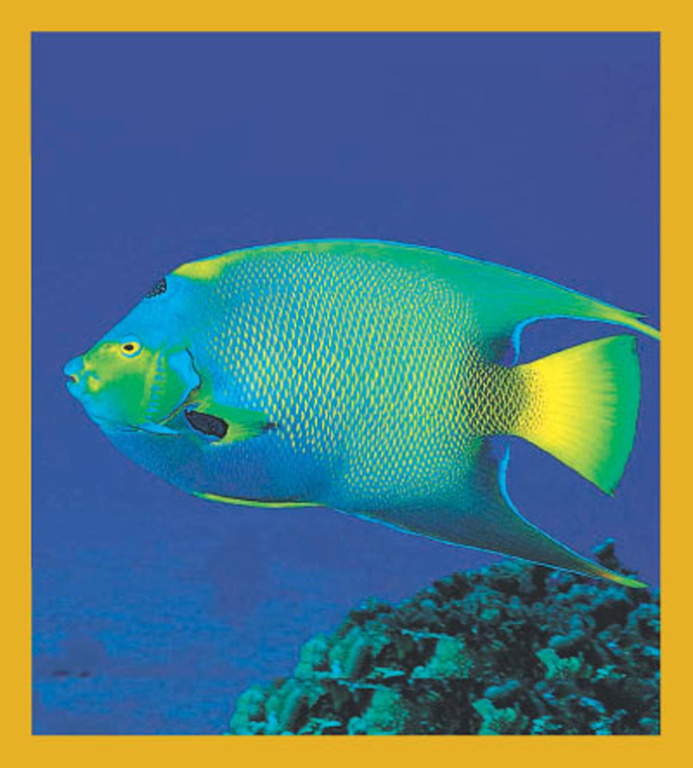 SKU : 00023 - Queen Angelfish - Magnetic Bookmark