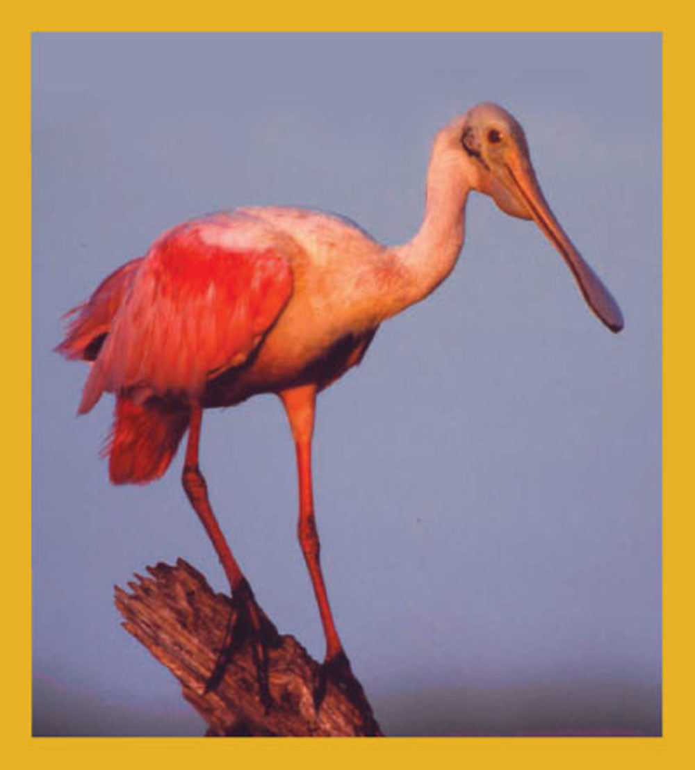 SKU : 00047 - Spoonbill on Branch - Magnetic Bookmark