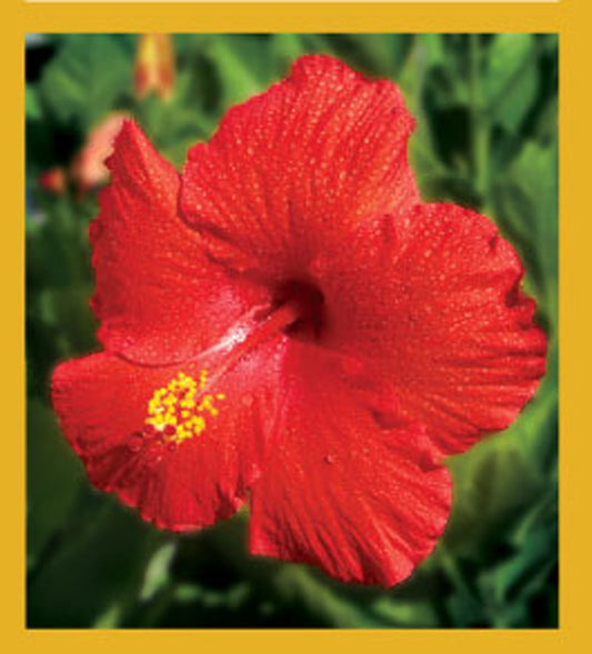 SKU : 00065 - Red Hibiscus - Magnetic Bookmark