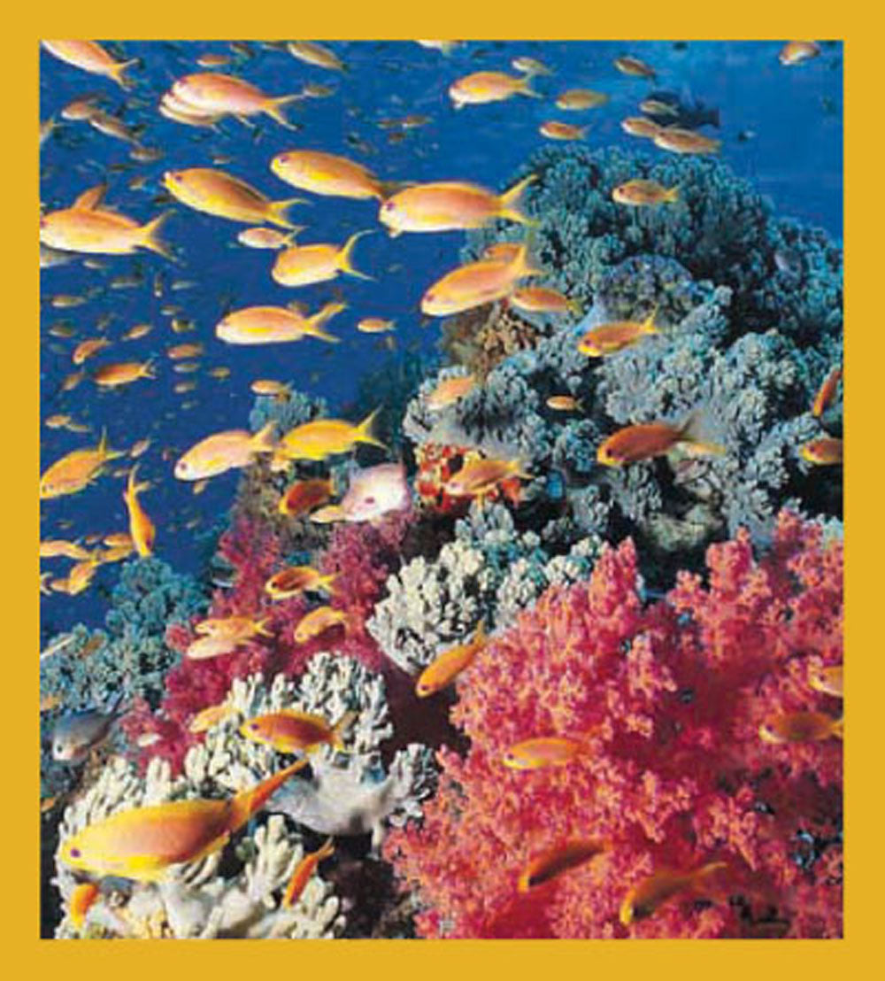 SKU : 00092 - Coral Reef - Magnetic Bookmark